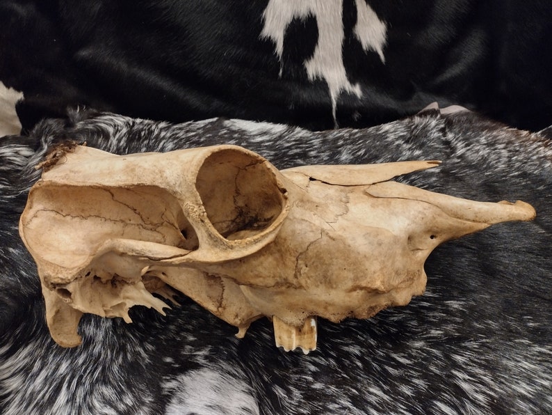 Cow Skull With Jaw Craft Grade image 4