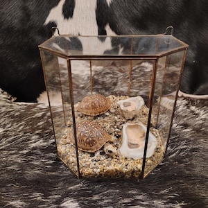 May include: A geometric glass terrarium with a bronze metal frame, housing two small turtles and decorative stones. The terrarium sits on a textured surface, creating a naturalistic display. The turtles have brown and yellow patterned shells.