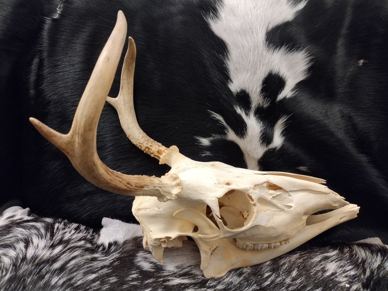 Whitetail Deer Skull With Antlers Complete image 3
