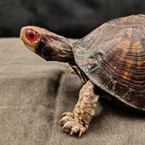 May include: A box turtle with a brown, textured, high-domed shell and tan, scaly skin on its legs. The turtle has a distinct, bright red eye and a dark brown head, shown in profile with its front leg extended forward on a dark fabric surface.