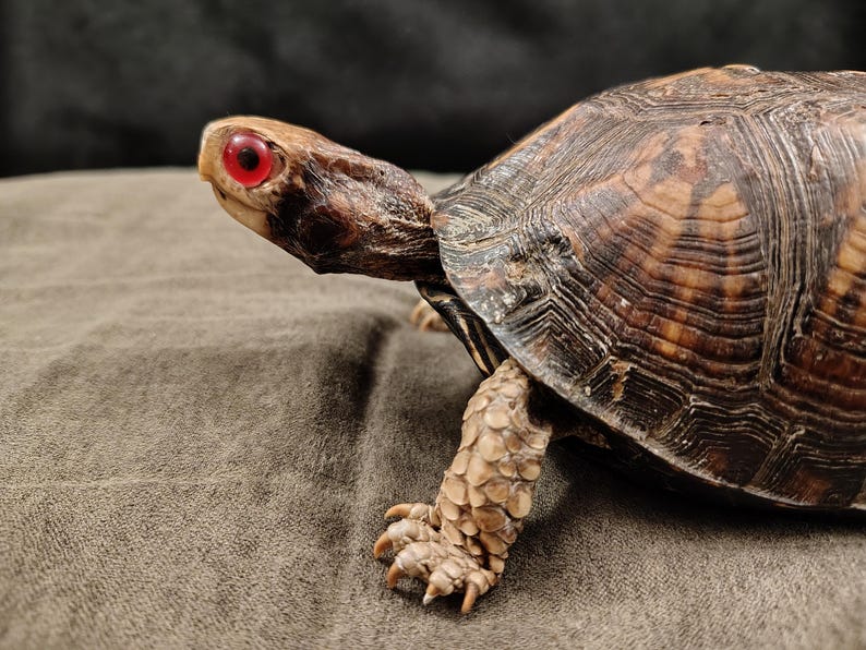May include: A box turtle with a brown, textured, high-domed shell and tan, scaly skin on its legs. The turtle has a distinct, bright red eye and a dark brown head, shown in profile with its front leg extended forward on a dark fabric surface.