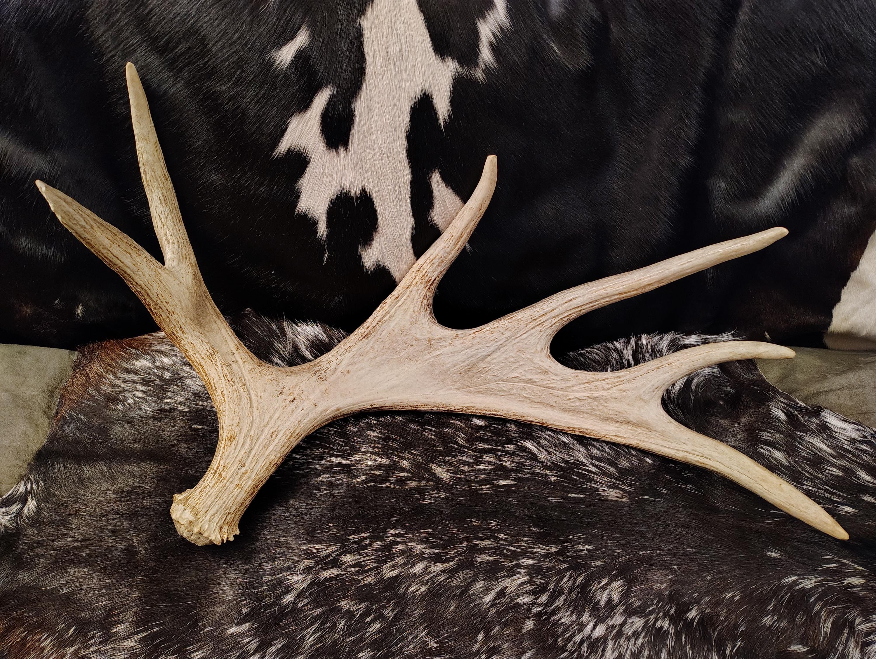 Moose Shed