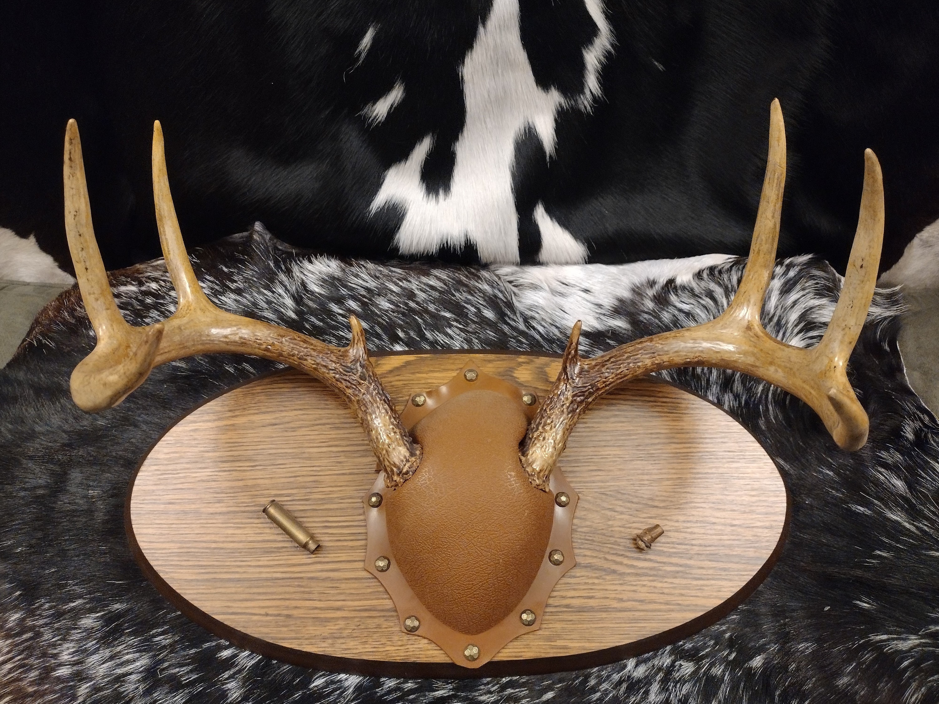 8 Point Whitetail Deer Antler Southeast USA Rack Horn Skull Plate Decor Man  Cave