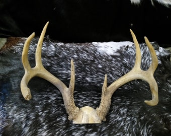 9 Point Deer Antlers