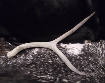 Fork Mule Deer Antler Shed