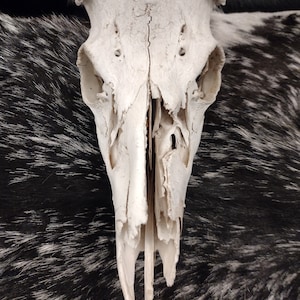 Whitetail Deer Skull With Antlers image 3