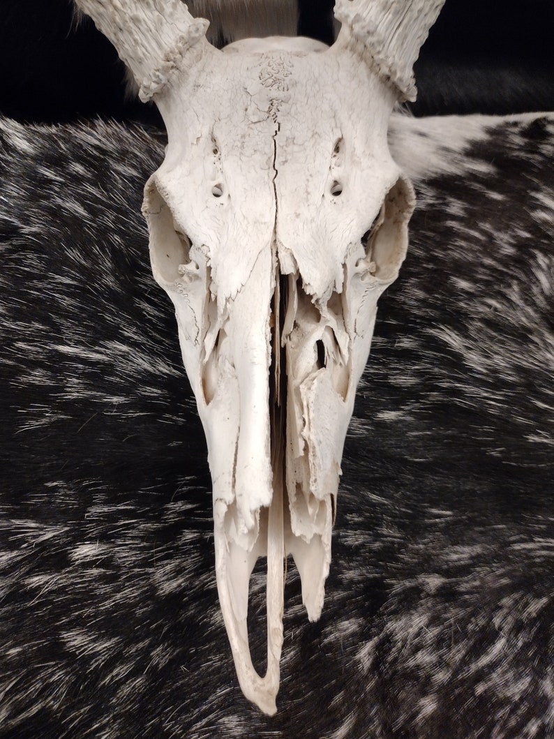 Whitetail Deer Skull With Antlers image 3