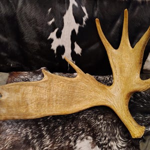 May include: A large, light brown moose antler with a smooth, textured surface. The antler is lying on a black and white cowhide.