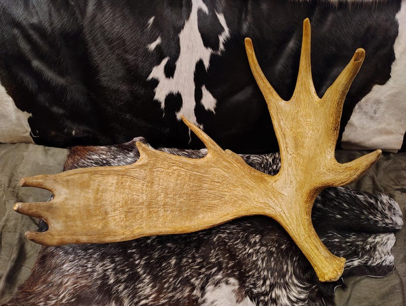 May include: A large, light brown moose antler with a smooth, textured surface. The antler is lying on a black and white cowhide.