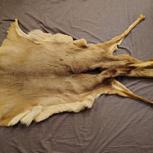 Whitetail Deer Hide