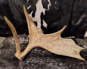Moose Shed