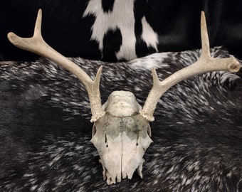 Partial Skull With Antlers