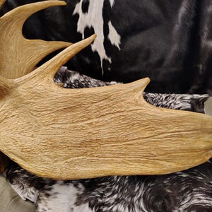 May include: A large, light brown moose antler with a textured surface. The antler is lying on a black and white fur.