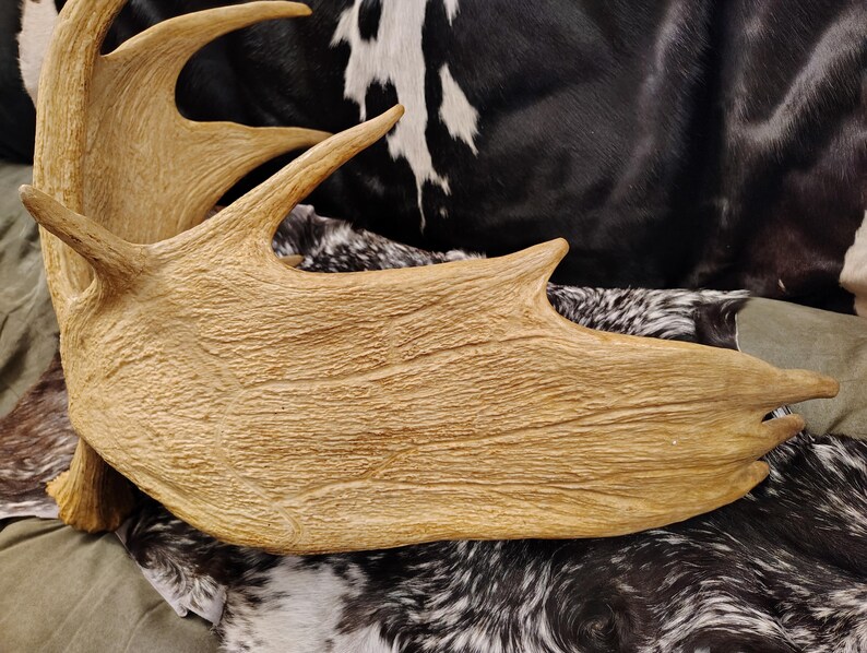 May include: A large, light brown moose antler with a textured surface. The antler is lying on a black and white fur.