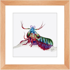 Framed Mantis Shrimp 3