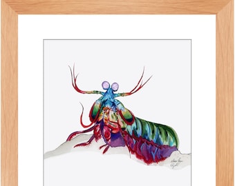 Framed Mantis Shrimp 3