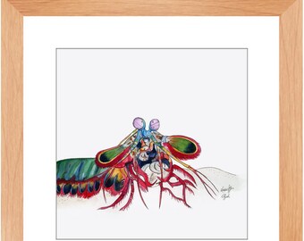 Framed Mantis Shrimp # 4