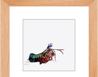 Framed Mantis Shrimp Print