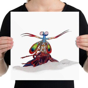 Art print, Peacock Mantis Shrimp, original illustration