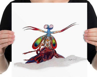 Art print, Peacock Mantis Shrimp, original illustration