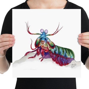 Original Peacock Mantis Shrimp Illustration #3, Giclee Print