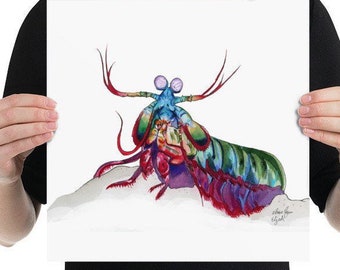 Original Peacock Mantis Shrimp Illustration #3, Giclee Print