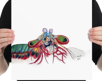 Peacock Mantis Shrimp Original Illustration #4, Giclee Print