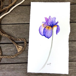 Original Watercolor Illustration, Purple Iris Art Print