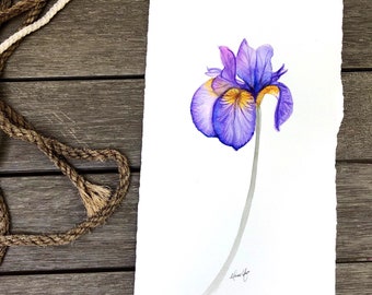 Original Watercolor Illustration, Purple Iris Art Print