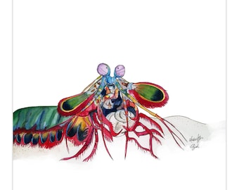 Mantis Shrimp With Shell, Blank Card, Original Illustration 4