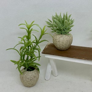 Miniature Indoor set of Potted Plants