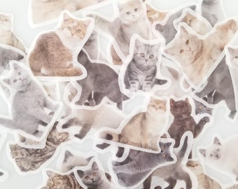 Realistic Cat Stickers - Kitty Stickers - Kitten Stickers - Animal Stickers - Pet Stickers - Cat Lover Gift - Penpal Gift
