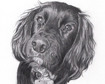 Custom Pet/Animal Portrait, Pencil Drawing, Hand Drawn, Pet Portrait From Photo, Black & White Sketch, Free UK Delivery, Perfect Gift Idea