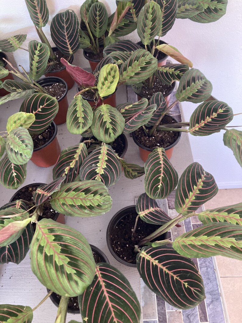 Maranta leuconeura / Maranta Red / Maranta Red Prayer