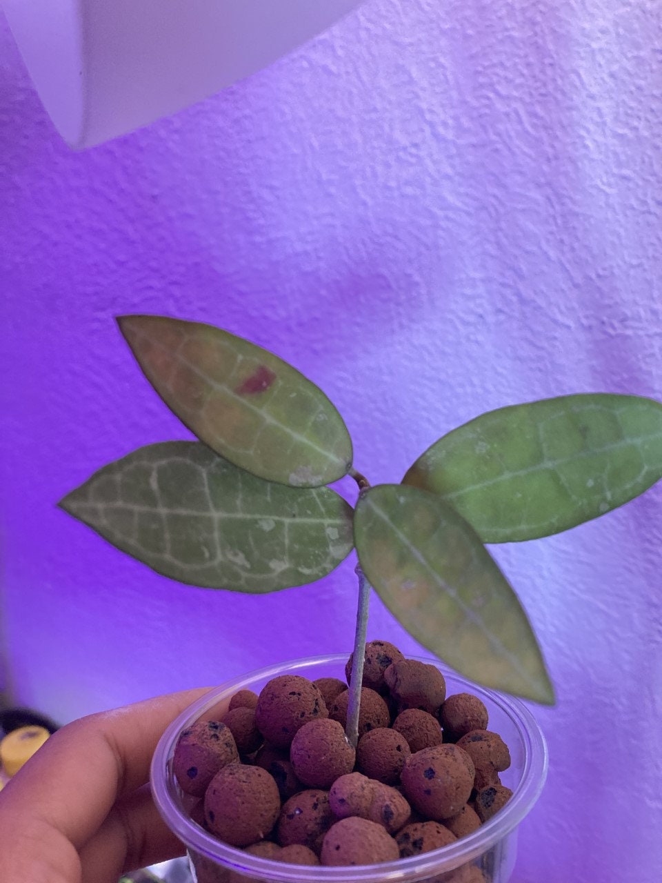 Hoya Elliptica Pre-order / rare hoya sale/ 2in starter plant