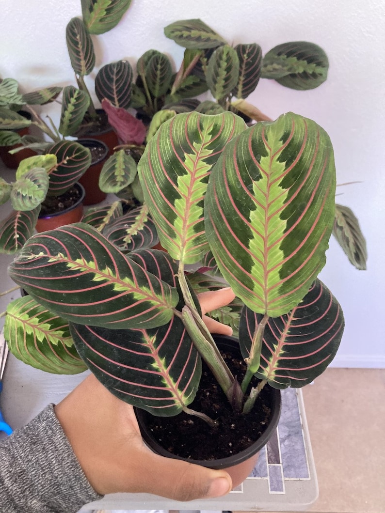 Maranta leuconeura / Maranta Red / Maranta Red Prayer