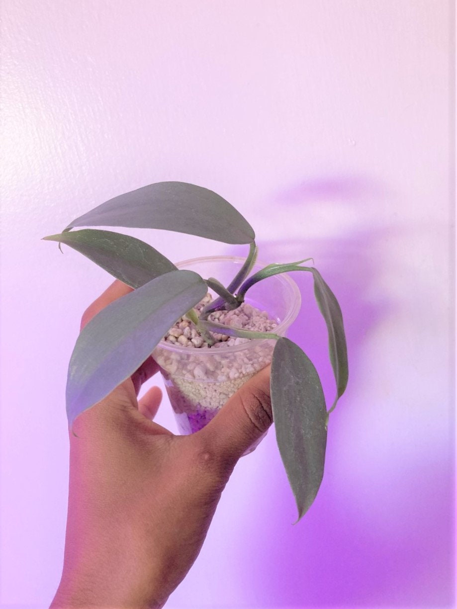 Rare Philodendron Hastatum  Philodendron Silver sword/3in starter pla…