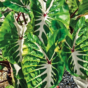 Colocasia White Lava Starter Plant (ALL STARTER PLANTS require you to purchase 2 plants!)