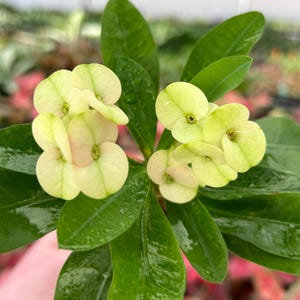 May include: Close-up of a flowering plant with clusters of small, pale yellow flowers and vibrant green leaves. The leaves have a glossy texture, and the background is blurred, suggesting a greenhouse setting. The plant is held by a person.