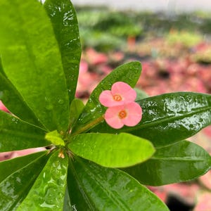 May include: Close-up of a vibrant green plant with large, glossy leaves. Two small, delicate pink flowers with orange centers bloom at the top. The plant appears to be wet, with water droplets visible on the leaves.