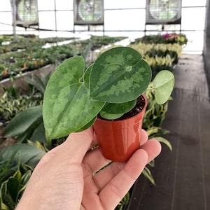 May include: A small potted plant with large, heart-shaped leaves featuring a unique speckled pattern. The plant is in a small, reddish-brown plastic pot. The background shows a greenhouse setting with other plants and overhead lighting.