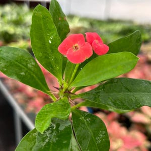 May include: Close-up of a vibrant green plant with large, glossy leaves and small, bright red flowers. The flowers have a delicate, star-like shape. The plant is in a greenhouse setting, with other plants visible in the background.