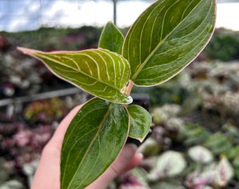 Aglaonema Pink Lady Starter Plant (ALL STARTER PLANTS require you to purchase 2 plants!)