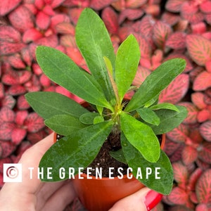 May include: A small green plant with dark green leaves in a brown pot. The plant is being held by a hand with red nail polish. The background is a red and green leafy plant.