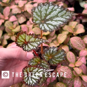 Begonia summer storm 2” pot (ALL PLANTS require you to purchase 2 plants!)