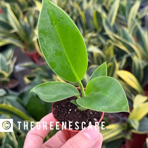 Philodendron Thai Congo 2” pot (ALL PLANTS require you to purchase 2 plants!)