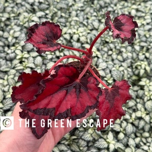 Harmonys Red Robin 2” pot (ALL PLANTS require you to purchase 2 plants!)