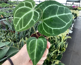 Anthurium AOS x Luxurians – Safa Plant Co