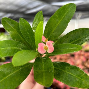 May include: Close-up of a vibrant green plant with large, oval leaves. Delicate pink flowers with yellow centers bloom among the foliage. The plant is wet, suggesting recent watering or rainfall. The background is blurred, with hints of other plants.