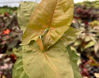 Syngonium Candy Berry 4” pot (ALL PLANTS require you to purchase 2 plants!)